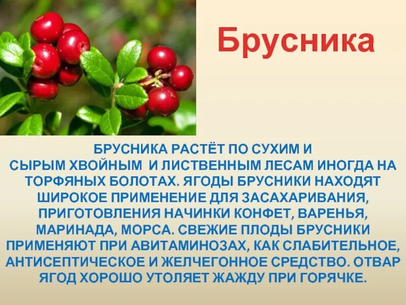 Лесные ягоды с описанием для детей. Брусника. Сообщение о ягодах. Полезные дикорастущие ягоды. Ягодка предложение