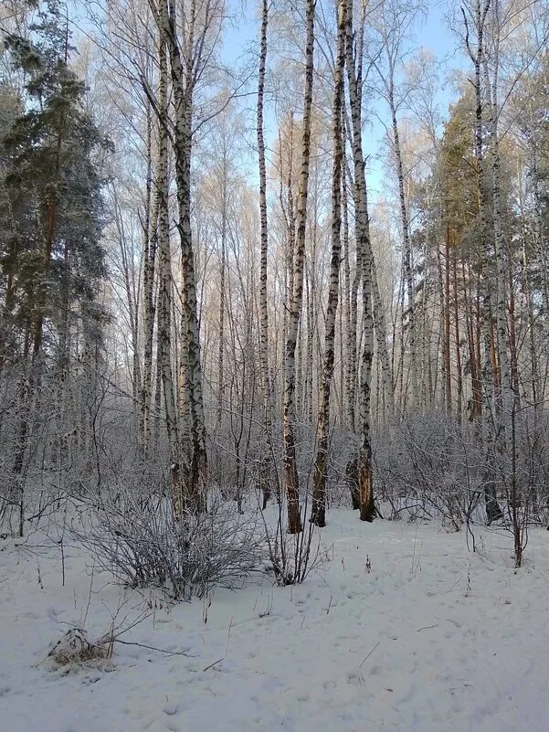 Сегодня февраль картинки. Февраль снежок кружится нежно картинки.