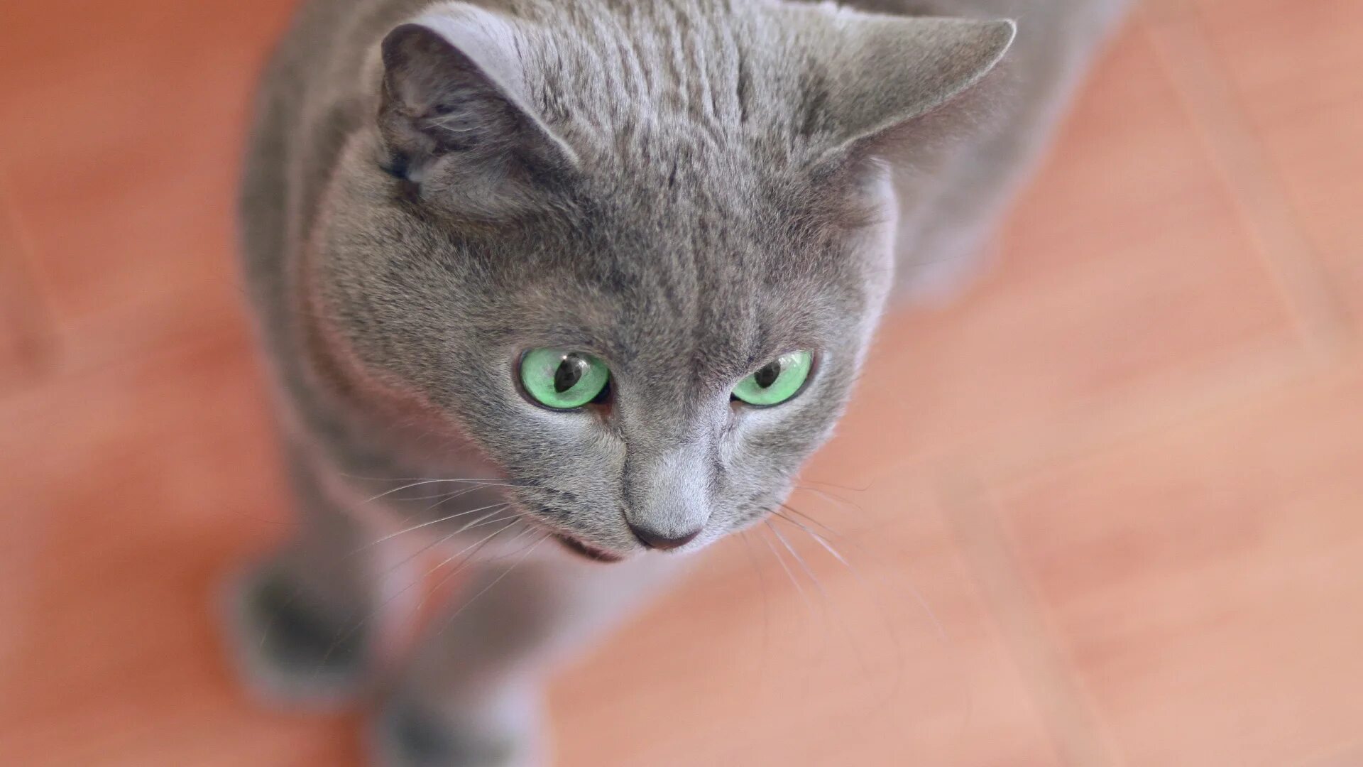 Котенка зовут пушок