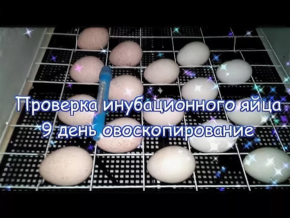 Яйцо индейки инкубационное овоскопирование. Инкубация индюшиных яиц овоскопирование. Яйца индюков для инкубатора. Инкубация индюков в инкубаторе.