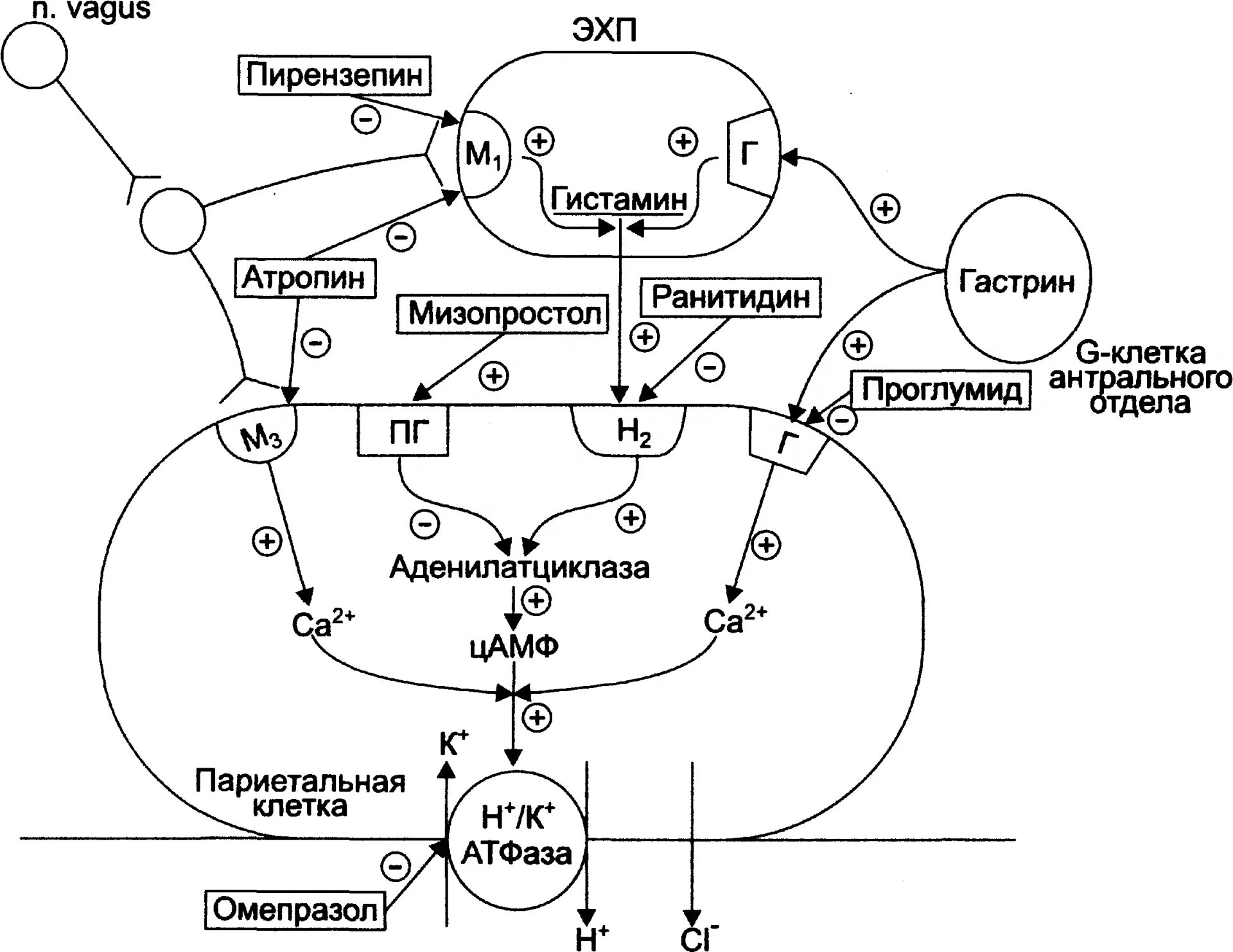 Секреторная функция препараты