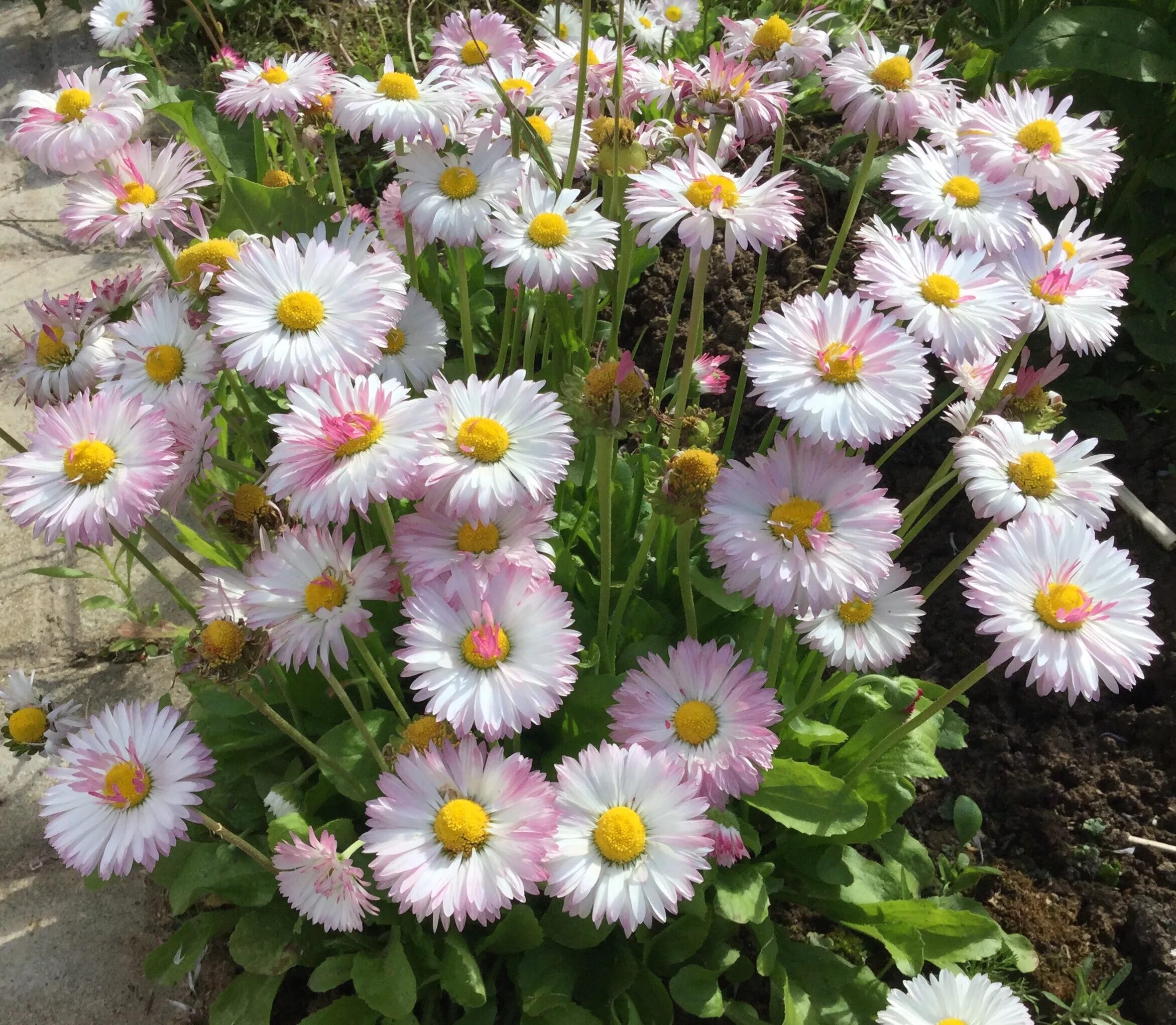 Маргаритка многолетняя выращивание. Маргаритка многолетняя Bellis perennis. Мелколепестник сентябринка. Маргаритка махровая Монтероза. Маргаритка хризантемовидная.