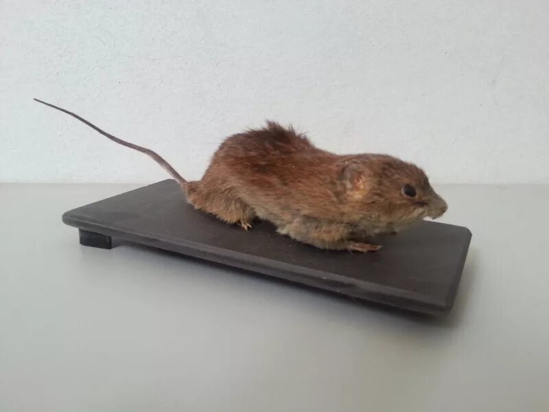 чучело мыши. чучело мыши. мыши чучела грызунов. смешные крысы. чучело мыши.
