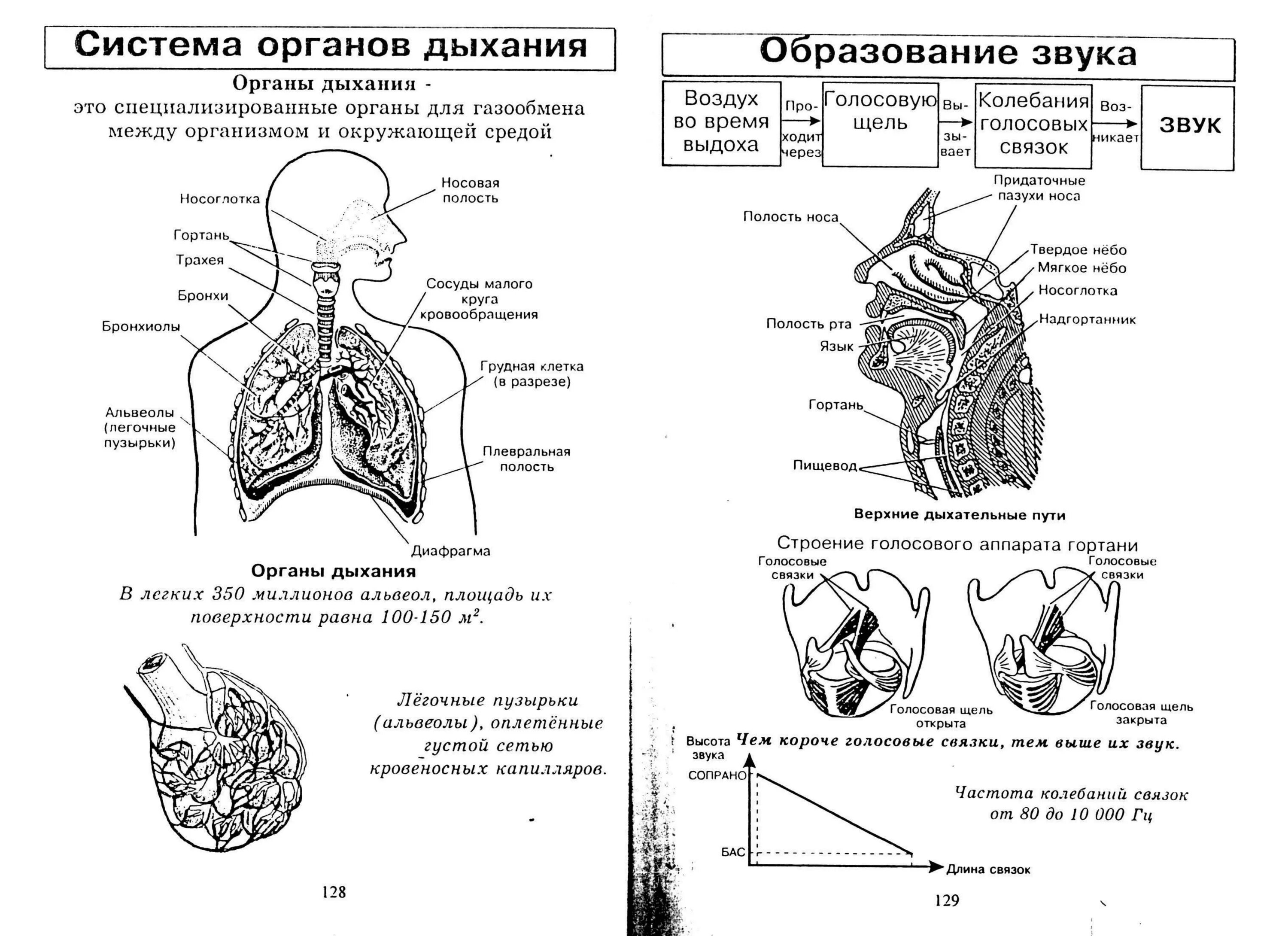 Схема органов дыхательной системы функции. Конспект по биологии дыхательная система 8 класс. Дыхательная система человека таблица ЕГЭ. Опорный конспект дыхательная система человека.