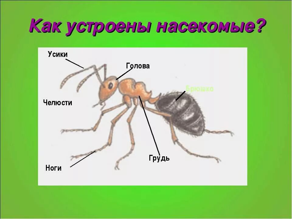 Насекомые имеют 3 отдела. Внешнее и внутреннее строение муравья. Части тела муравья. Строение муравья для детей. Муравей строение тела для детей.