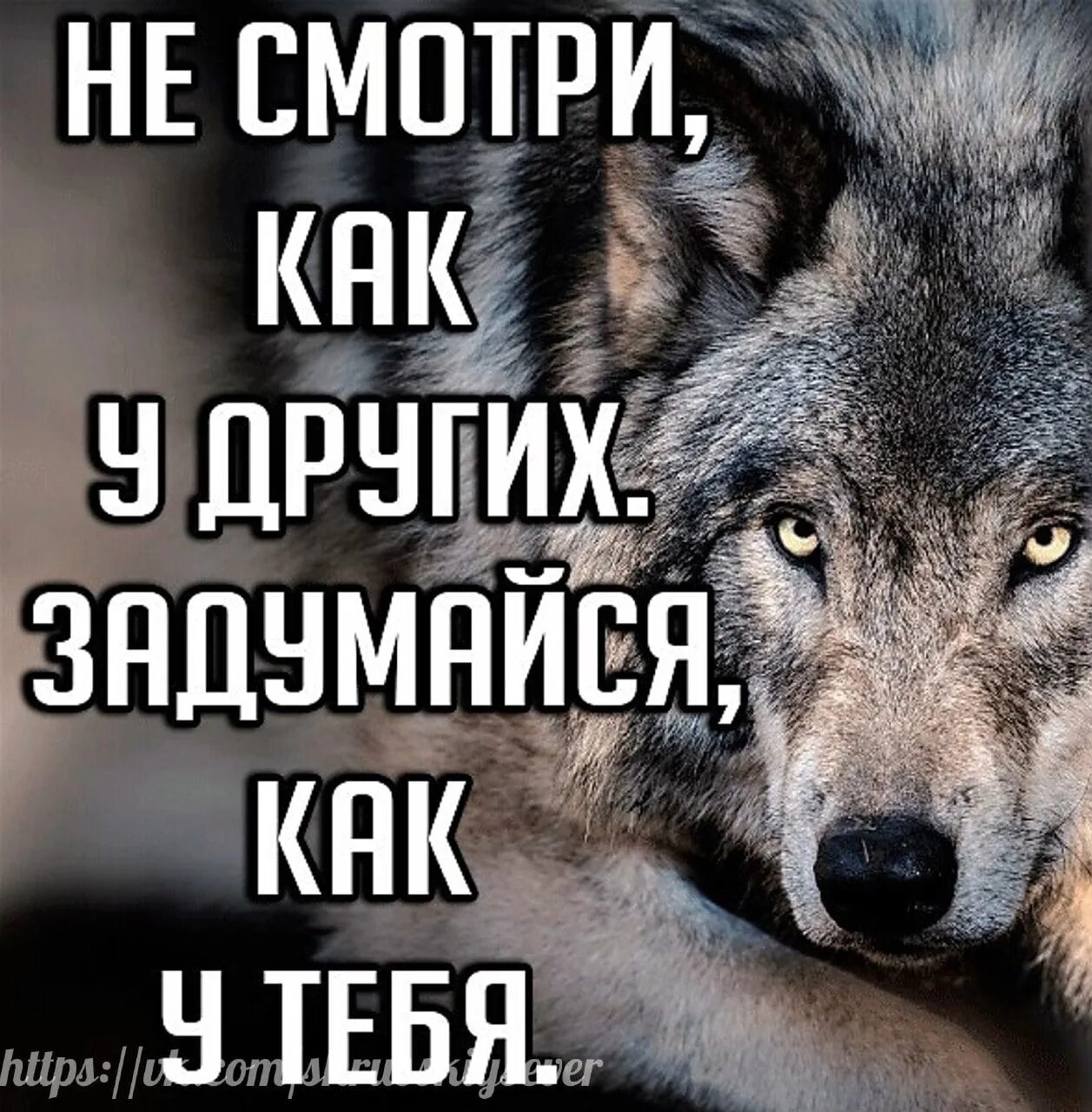 Волчий закон 4. Волчьи законы. закон волков. законы волчьей стаи. законы волков в стае.