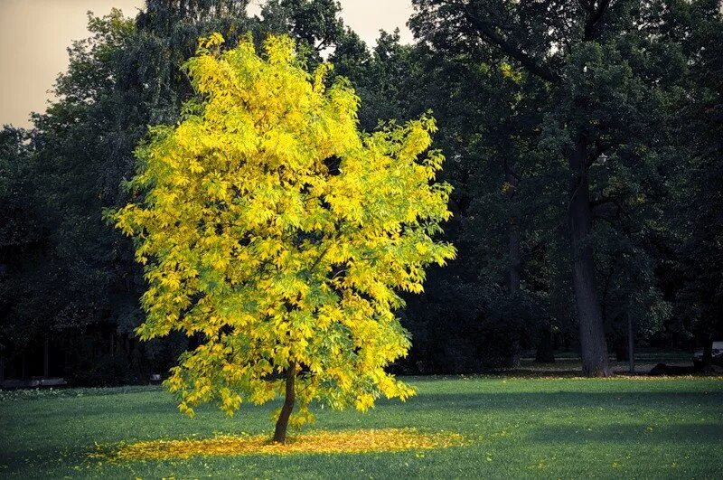 Желто зеленое дерево