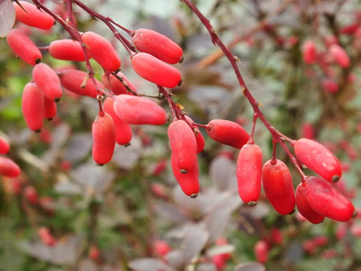 барбарис ягоды. барбарис канадский. барбарис ягоды. белые ягоды похожие на барбарис. барбарис плодовый кустарник.