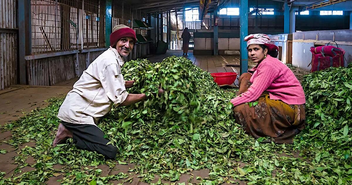 Индий производство в россии. Завод по производству чая Индия. Чайная фабрика в Индии сушка чая. Бангладеш чайная фабрика. Фабрика в Индии.