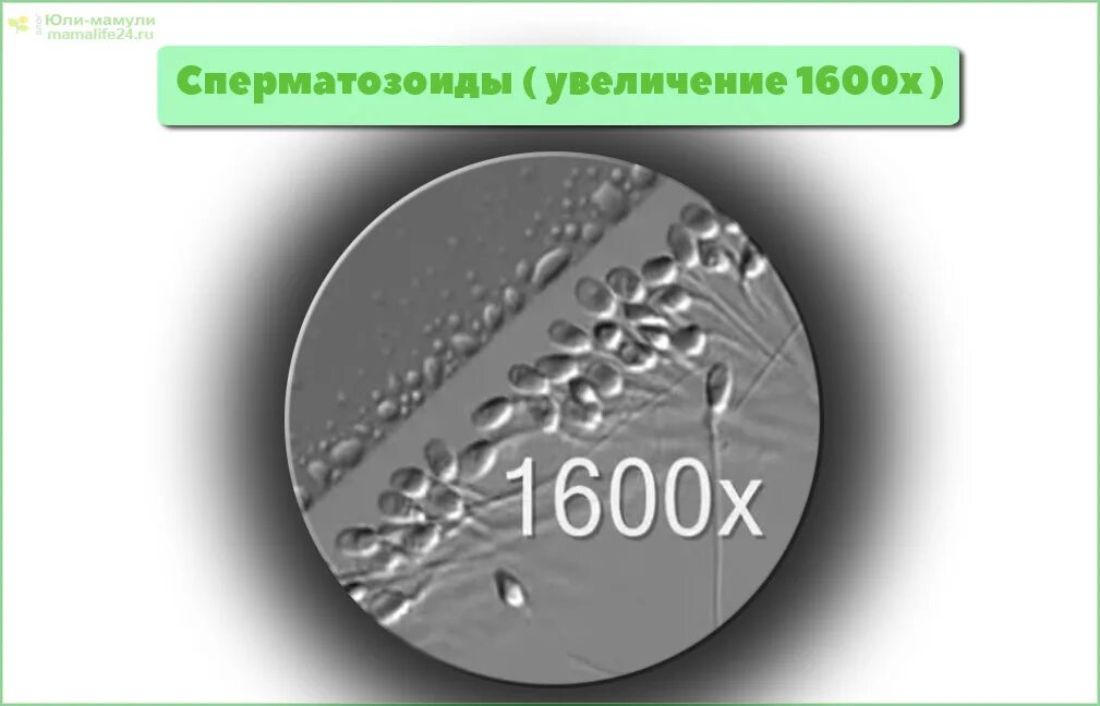При каком увеличении можно увидеть. При каком увеличении можно увидеть