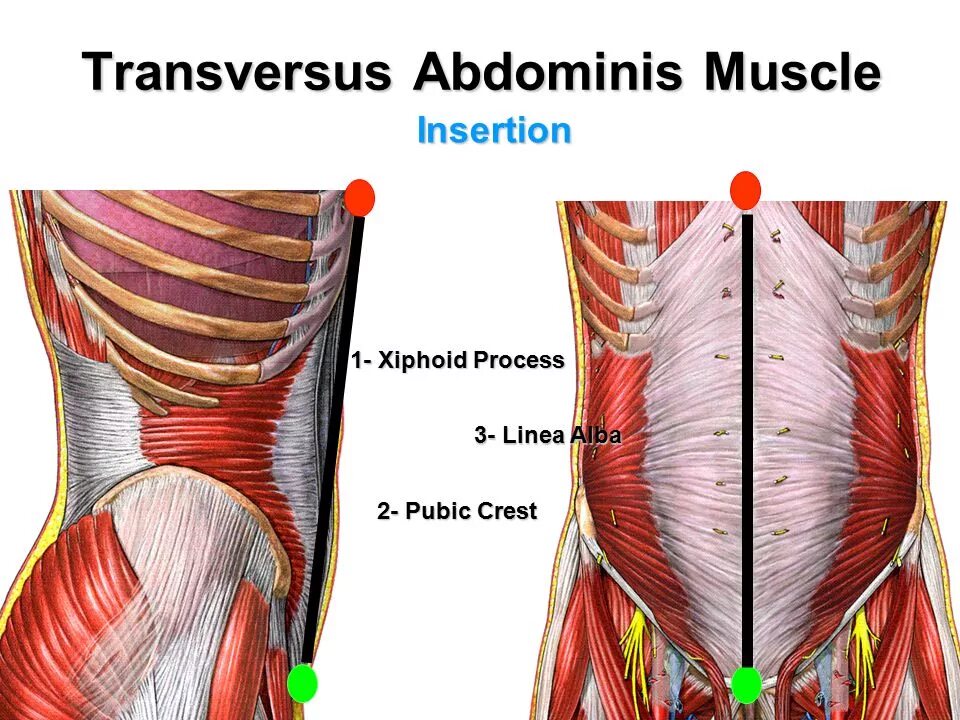 Поперечная мышца живота. Transversus abdominis. Transversus abdominis мышца. Transversus abdominis анатомия. Musculus rectus abdominis анатомия.