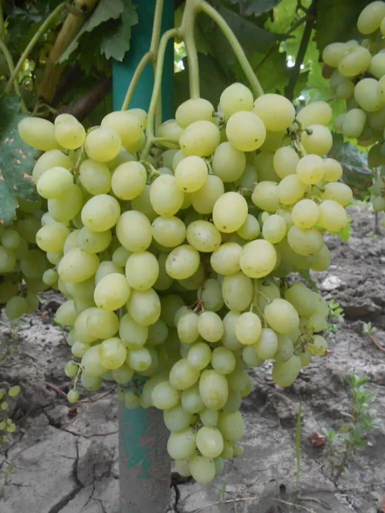 Ялта где растет золотой виноград. Виноград краса дона. Краса дона сорт винограда. Краса дона сорт винограда. Краса дона сорт винограда.