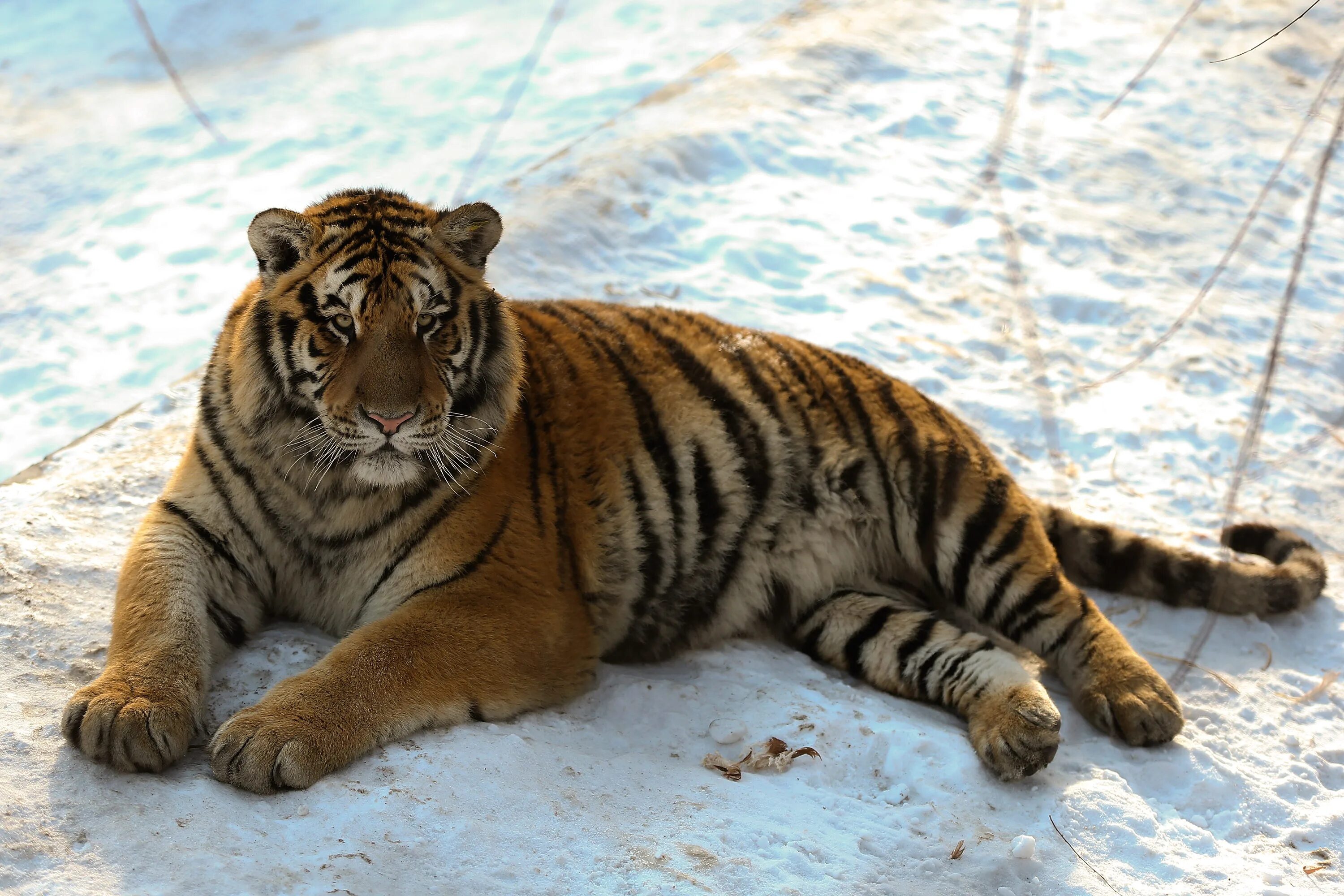 Хорош тайгер. Амурский тигр. Толстый Амурский тигр. Тигры Харбинский зоопарк. Амурский тигр в Китае.