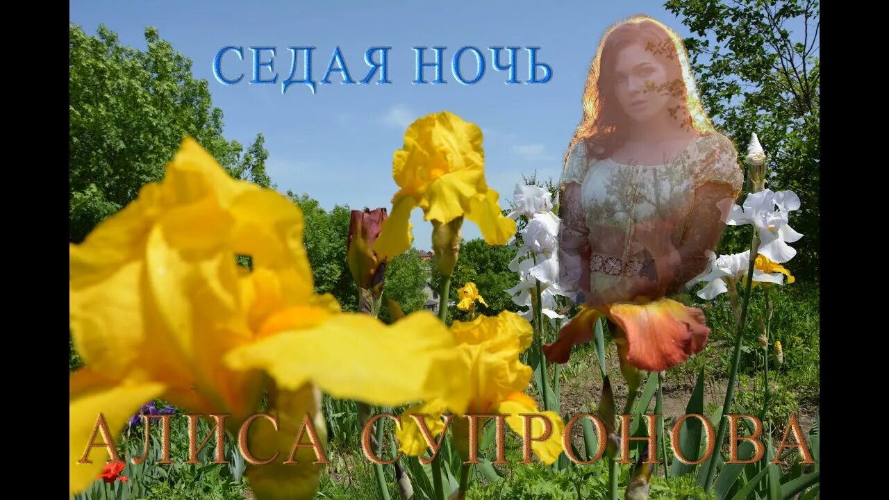 Алиса супрунова если б не было тебя. Алиса супрунова. алиса супронова седая ночь. алиса супрунова седая ночь ласковый. а супрунова седая ночь.