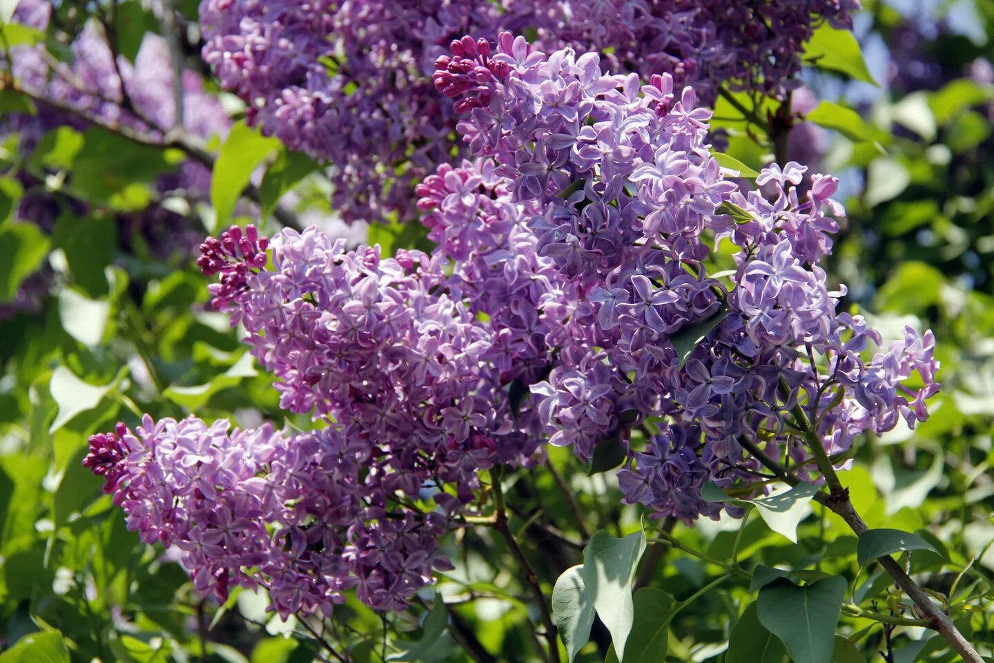 Сирень syringa. Сирень Садовая. Сирень Анри Робер. Сирень обыкновенная куст. Кустарниковая сирень.