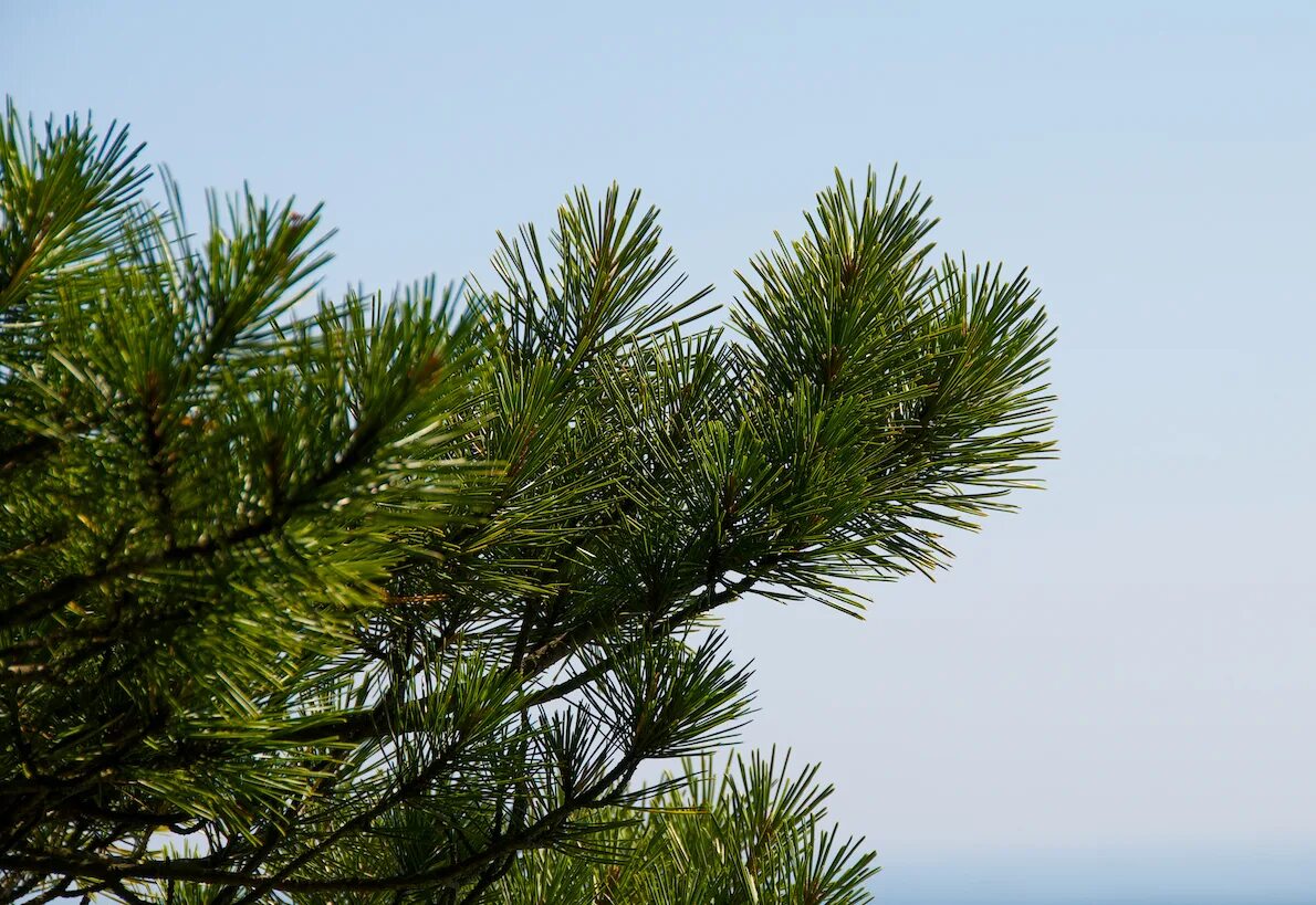 сосна густая. сосна горная mughus. Pinus resinosa. Pinus mugo krauskopf. сосна горная мугус.