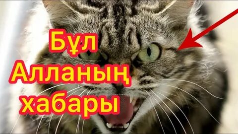 Нимфомания Ева серіктесімен жыныстық қатынастан ләззат алады