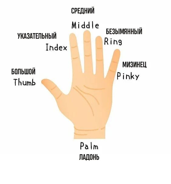Пальцы на руке название на русском. Название пальцев. Название пальцев на руке. Пальцы рук название каждого. Ладонь с названием пальцев.