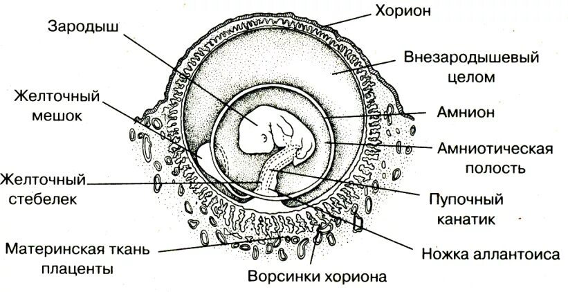 Плод человека получает кислород через