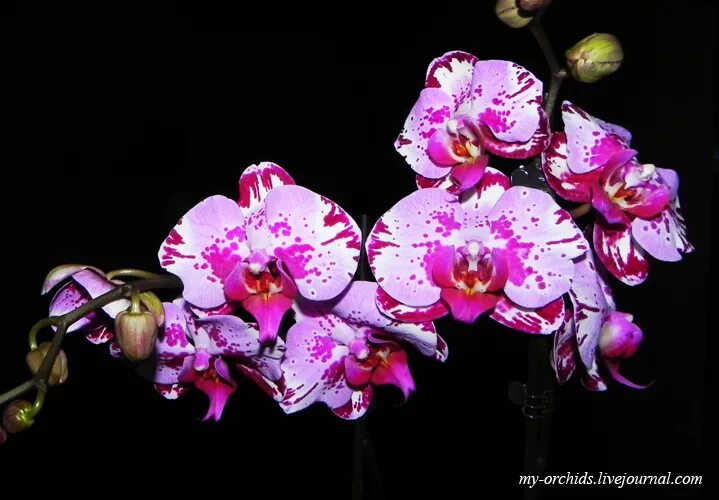 Bound! vol. орхидея фаленопсис карибская мечта. Dreame. Dreame glory. фаленопсис пинк дракон.