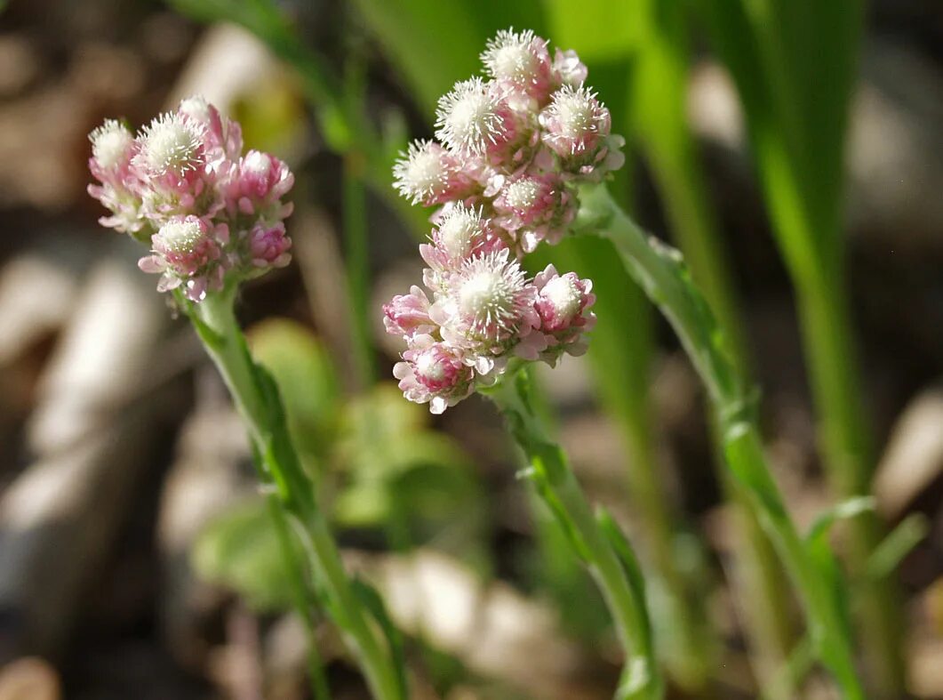 Антеннария двудомная Кошачья лапка. Кошачья лапка (Antennaria dioica). Антеннария двудомная. Антеннария двудомная Рубра. Какая кошачья лапка