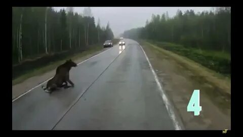 Заяц перескочил через дорогу