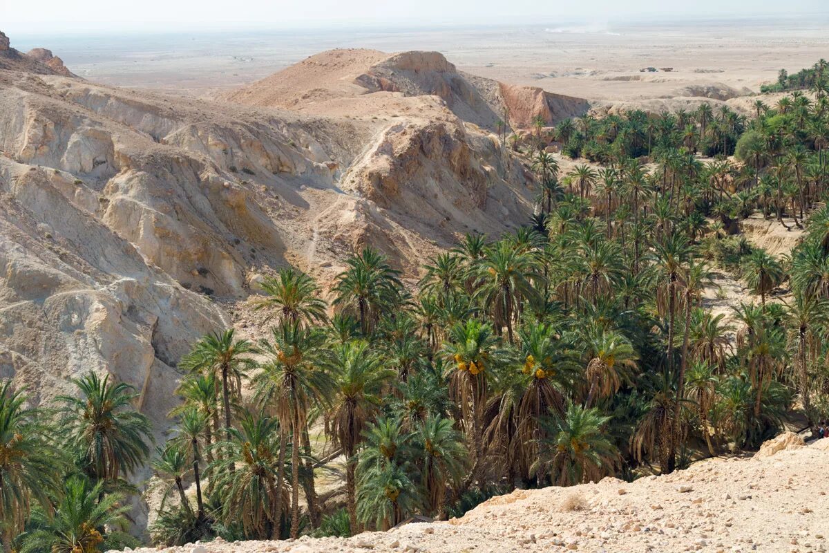 оазис видео. оазис армения. оаэ оазис в пустыне. шебика тунис. оазис тунис сахара.