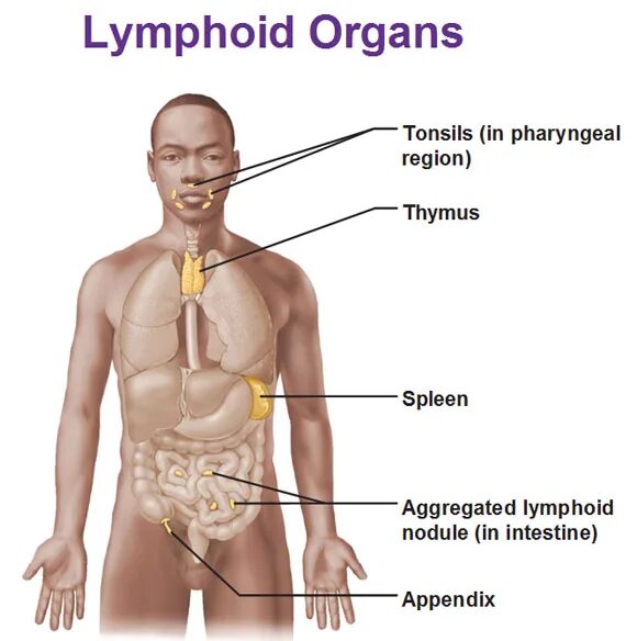 Внутренний орган селезенка. Картинка селезенка человека. Lymphoid Organs. Тимус лимфатическая система. Тимус и селезенка человека.