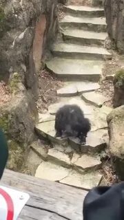 Какашка обезьяны