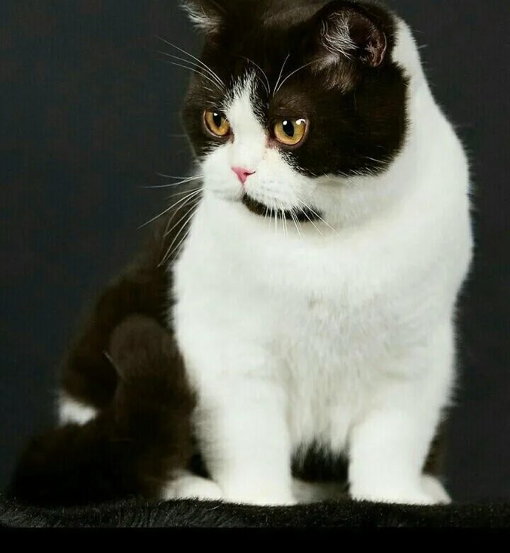 Окрас биколор. Британский биколор. Кот британец биколор. Британец биколор кошка черный. Британский кот Арлекин биколор.