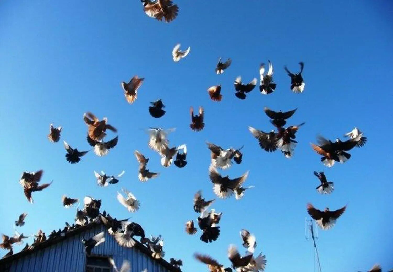 Белые птицы кружат над крышами слушать. Голуби николаевские бабочки высоколетные. Голуби николаевские бабочки. Стая голубей. Голуби над крышей.