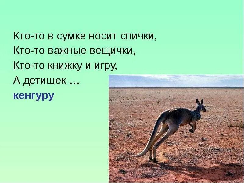 На каком материке находится кенгуру. Загадка про кенгуру. Загадка про кенгуру для детей. Загадки для детей кенгуру про кенгуру. Загадки про животных кенгуру.