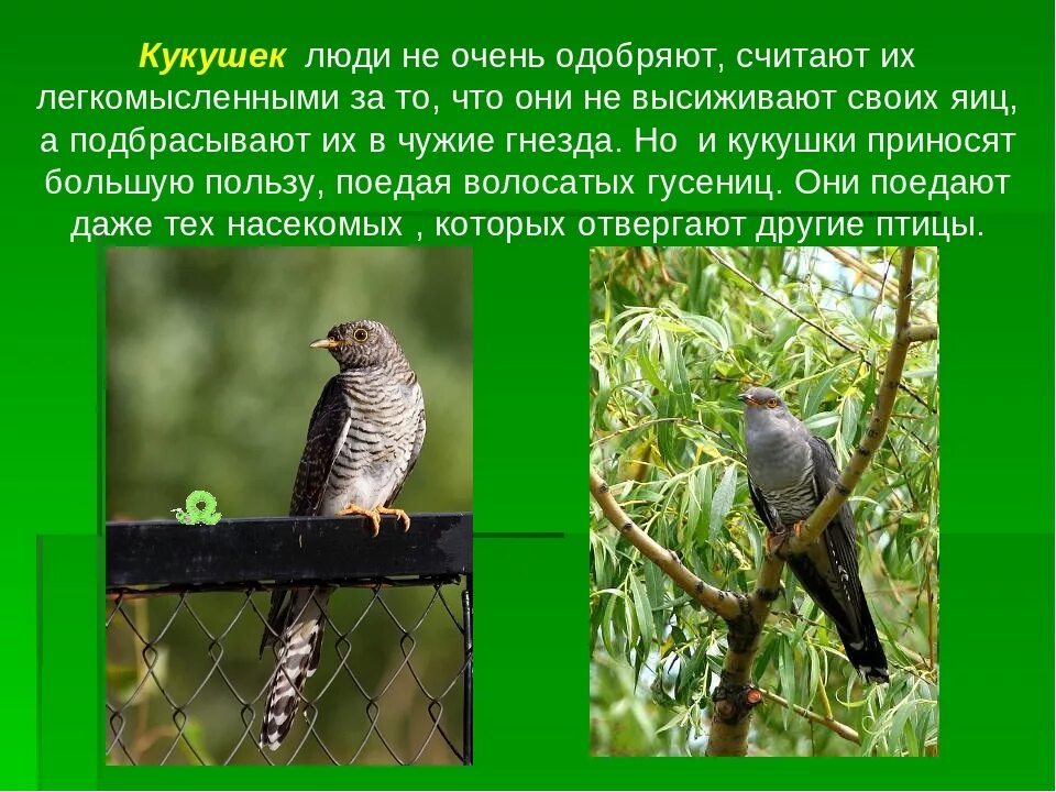 В каких отношениях находится кукушка с природой. Человек кукушка. интересная информация о кукушке. продолжительность жизни кукушки. кукушка презентация.