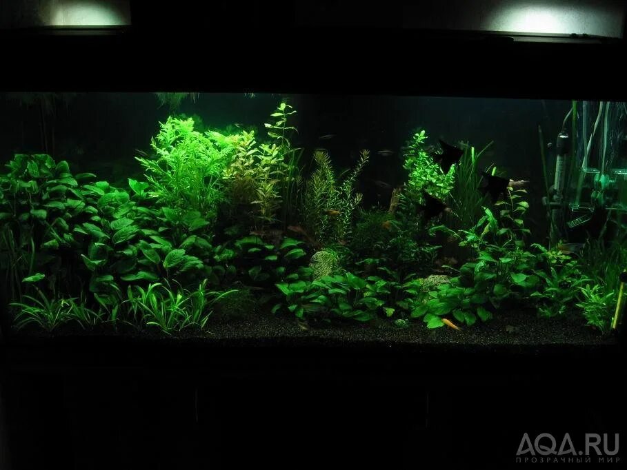 Аквариум с черным грунтом фото Nature: Free style scape using dragon stone and planting.