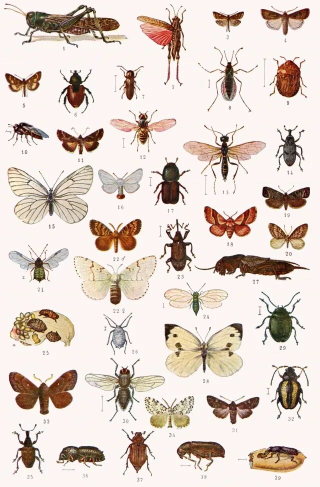 Вредные насекомые. Полезные насекомые и вредители. Вредители амбарных запасов. Насекомые вредители для человека. Колорадский жук вредитель сада и огорода.