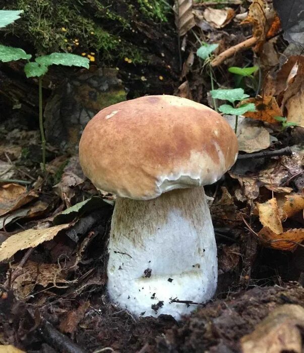 Белый гриб берёзовый boletus betulicola. Боровик березовый. Белый гриб берёзовый boletus betulicola. Грибы под березой. Гриб боровик в березовом лесу.