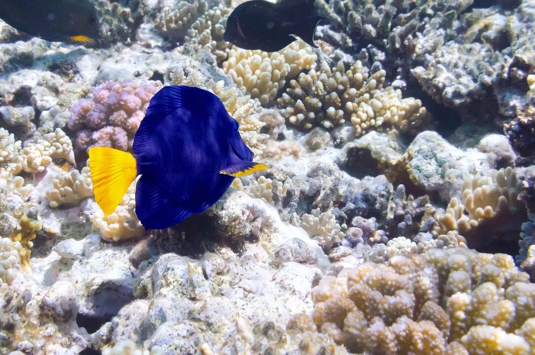 Siganus tetrazonus. Желтая рыба красного моря. Рыба спинорог красное море. Большая желтая плоская рыба красного моря. Губан банан желтый.