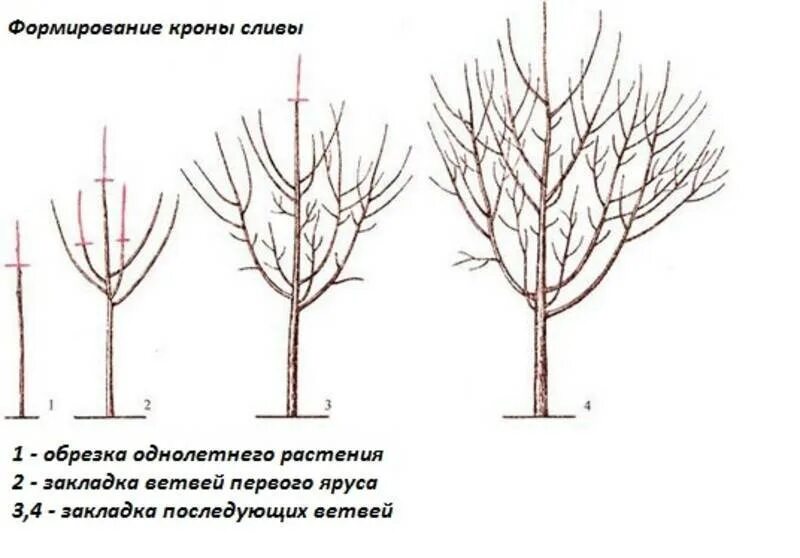 Обрезают ли березы. Схема обрезки плодовых деревьев весной. Обрезать сливу весной схема.