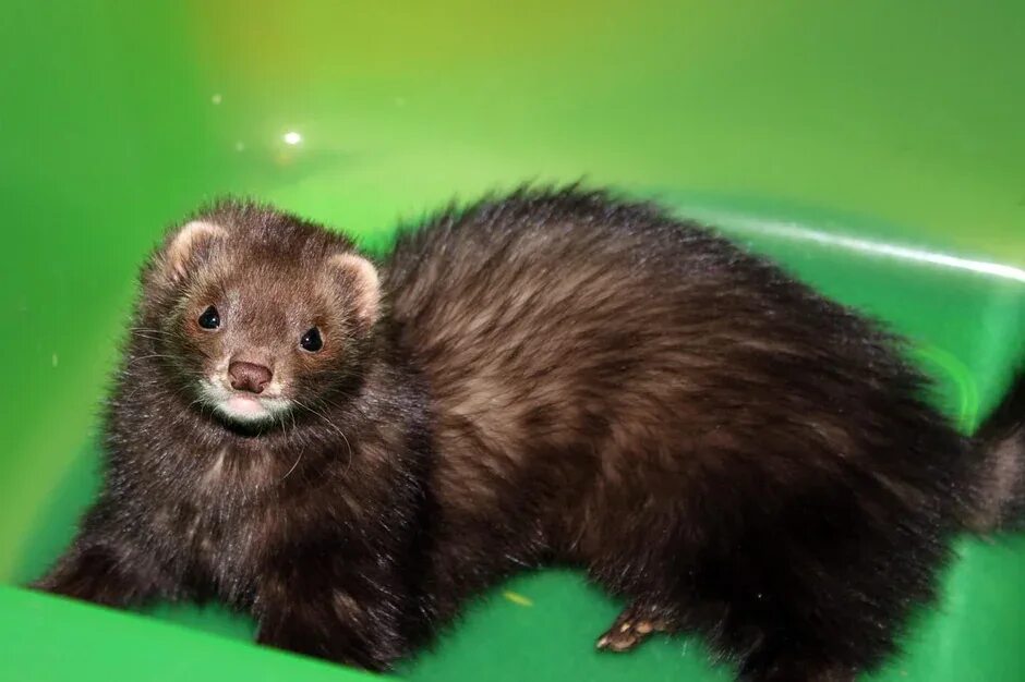 Черный лесной хорь. Хорь лесной mustela putorius. Темный хорь. Черный лесной хорек. Хорек черный дикий.