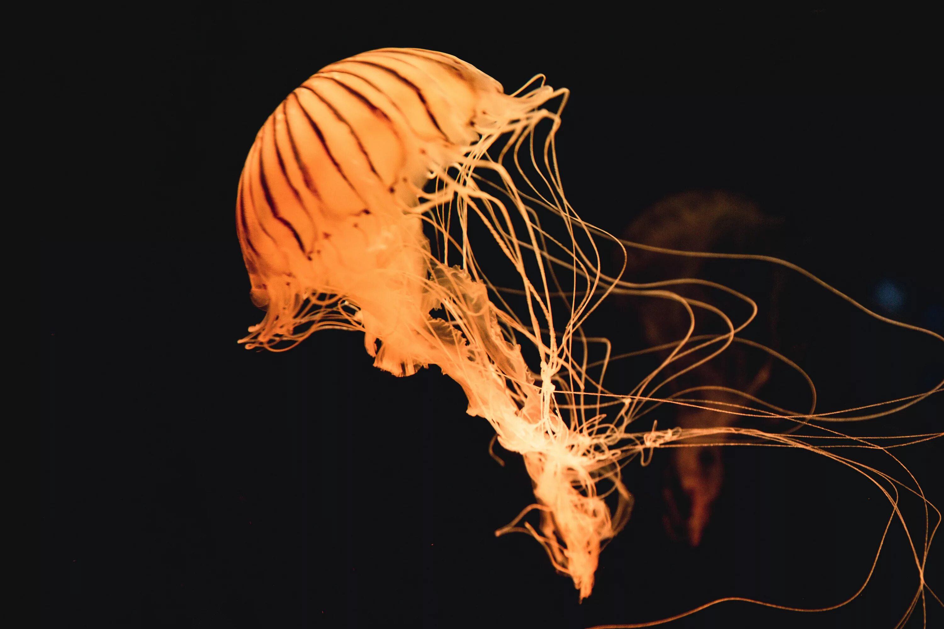 Медуза волосистая цианея. Медуза (биология). Необычная медуза. Медузы фон.