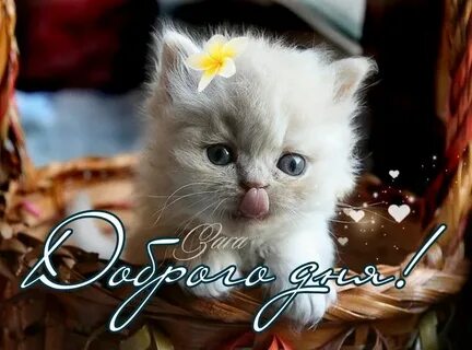 Самый добрый котенок