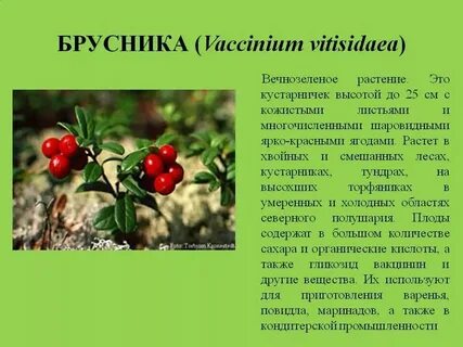 Ягода какому семейству относится
