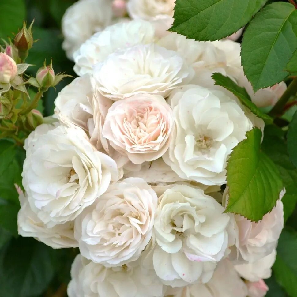 Роза мускусные гибриды букет парфе. Роза мускусная букет парфе. Роза букет парфе. Роза мускусная bouquet parfait. Роза мускусная букет парфе.