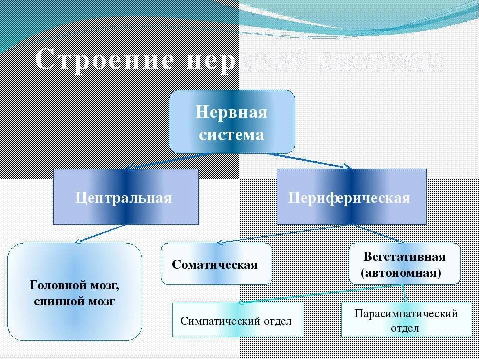 Центральная и периферическая нервная система. Строение нервной системы. Строение периферической нервной системы. Периферическая нервная система анатомия. Центр периферическая нервной системы