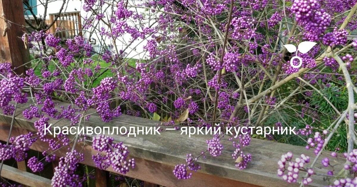 Красивоплодник описание кустарника