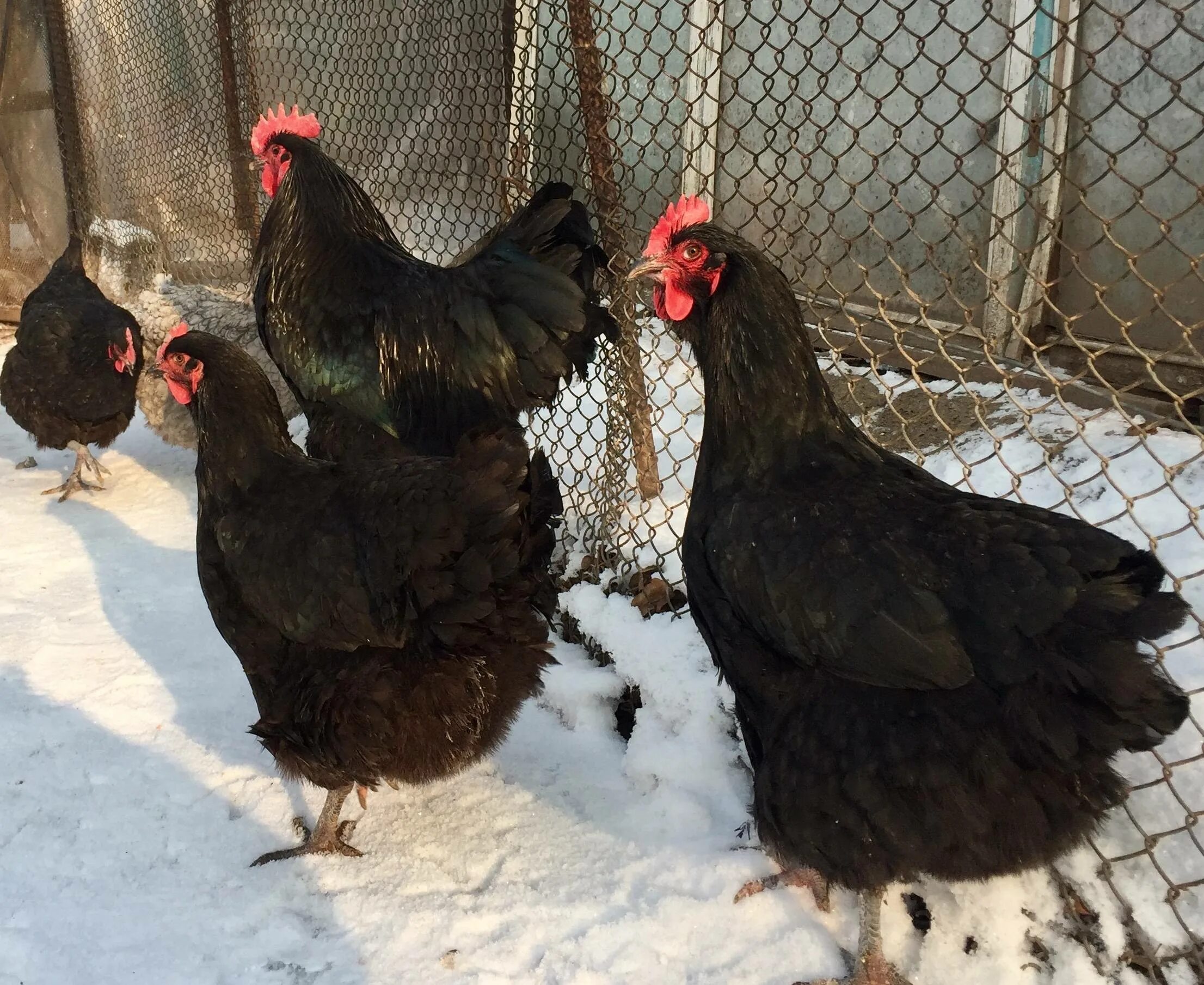 Описание породы джерсийский гигант. Джерсийский гигант куры. Петух джерсийский гигант. Петух джерсийский гигант. Курица джерсийский гигант.