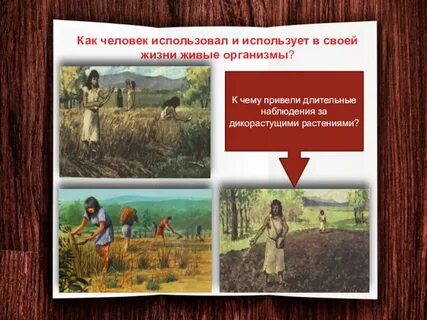 Применять живой