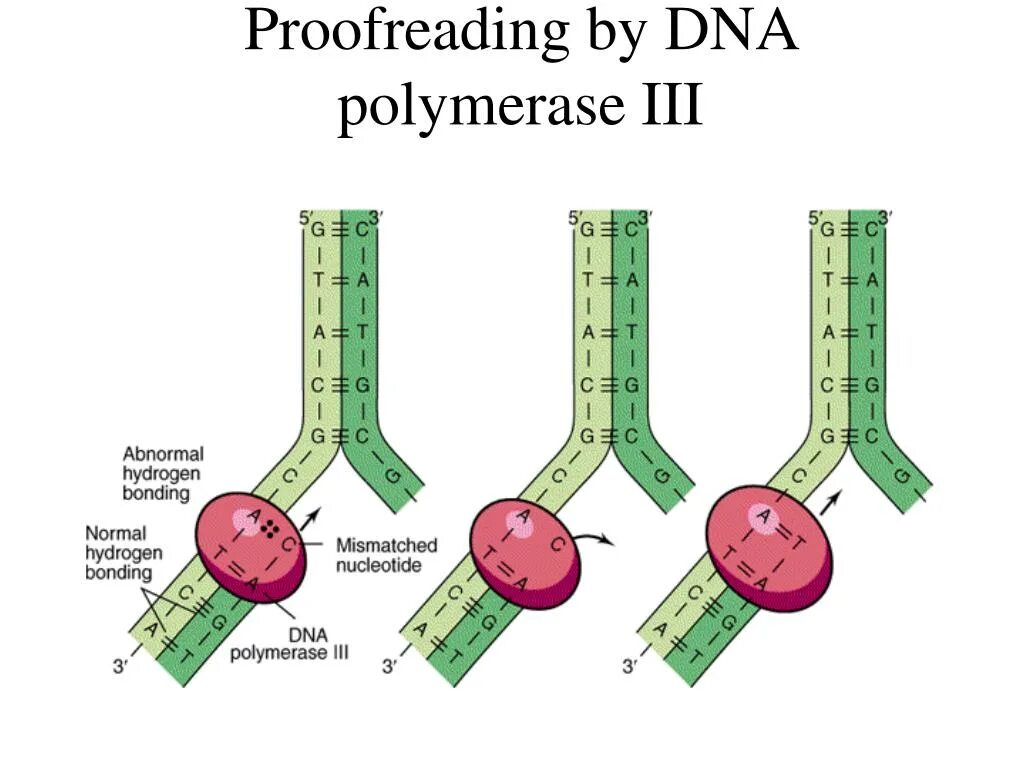 Пруфридинг биология. RNA polymerase супервитки ДНК. DNA polymerase 3.