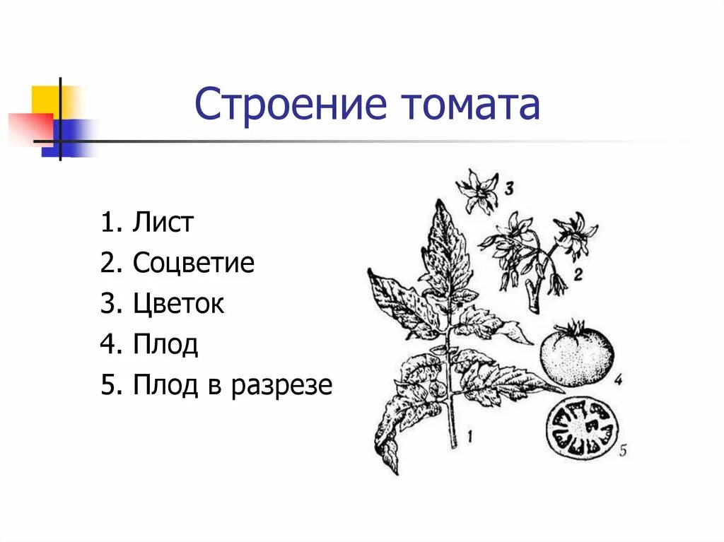 Семя томата схема. Строение плода томата. Строение плодов томата. Строение плода помидора. Строение томата схема.