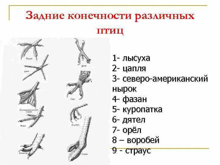 У птиц 2 ноги. Строение верхней конечности птиц. Задние конечности разных птиц. Строение задних конечностей птиц. Задние конечности.